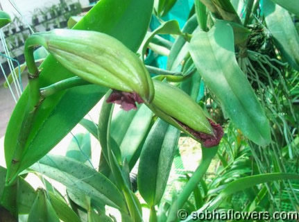 Cattleya India